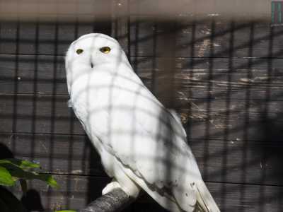 Spostiamo lo sguardo e  intenta ad osservarci con i suoi piccoli occhi dal giallo intenso vi � una civetta delle nevi dal manto bianco